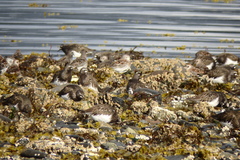 Calidris ptilocnemis