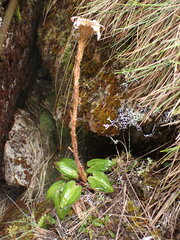 Celmisia cordatifolia