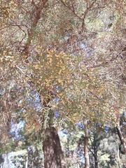 Cupressus lusitanica
