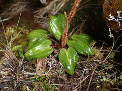 Celmisia cordatifolia