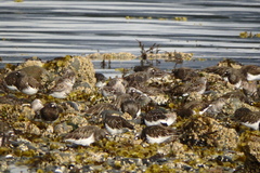 Calidris ptilocnemis