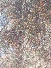 Cupressus lusitanica