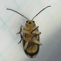 Derospidea brevicollis