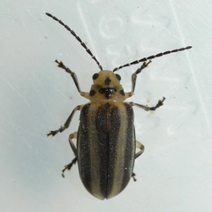 Derospidea brevicollis