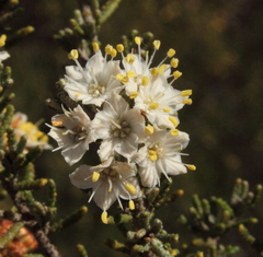 Phebalium tuberculosum
