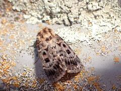 Proteuxoa sanguinipuncta