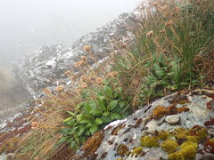 Celmisia cordatifolia