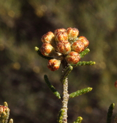 Phebalium tuberculosum