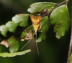 Crocanthes prasinopis