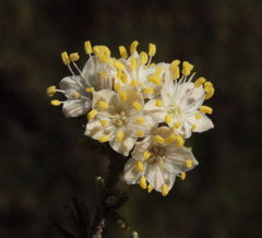 Phebalium tuberculosum