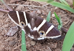 Grammodes ocellata