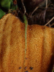 Celmisia cordatifolia