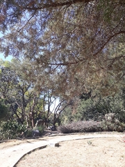Cupressus lusitanica