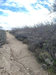 Hazardia squarrosa grindelioides