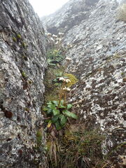 Celmisia cordatifolia