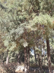 Cupressus lusitanica