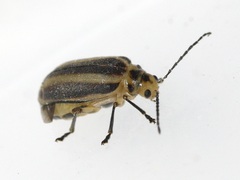 Derospidea brevicollis