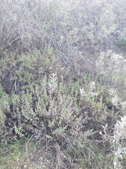 Hazardia squarrosa grindelioides