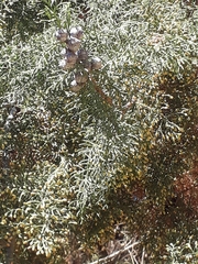 Cupressus lusitanica