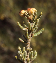 Phebalium tuberculosum