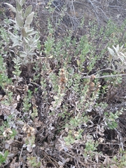 Hazardia squarrosa grindelioides