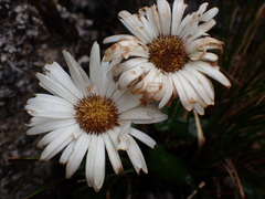 Celmisia cordatifolia