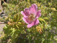Rosa rubiginosa
