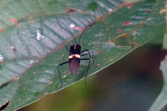 Hypselonotus interruptus