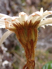 Celmisia cordatifolia