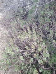 Hazardia squarrosa grindelioides