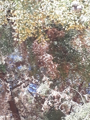 Cupressus lusitanica