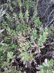 Hazardia squarrosa grindelioides