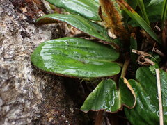 Celmisia cordatifolia