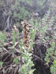 Hazardia squarrosa grindelioides