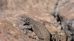 Liolaemus lonquimayensis