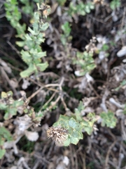 Hazardia squarrosa grindelioides