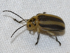 Derospidea brevicollis