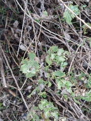 Hazardia squarrosa grindelioides