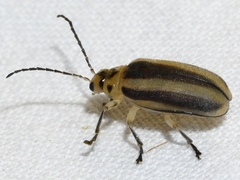Derospidea brevicollis