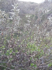 Hazardia squarrosa grindelioides