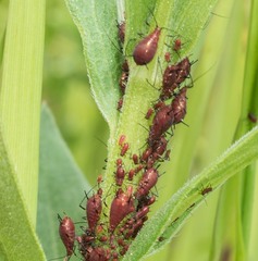 Uroleucon nigrotuberculatum