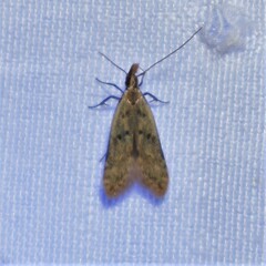 Dichomeris punctipennella