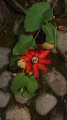 Coccinea