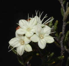 Phebalium laevigatum