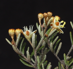 Phebalium laevigatum