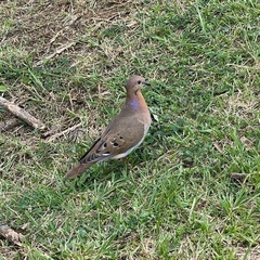 Zenaida aurita