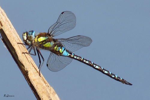 Migrant Hawker