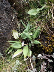 Celmisia cordatifolia