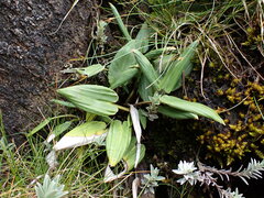 Celmisia cordatifolia