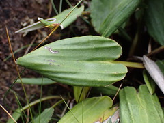 Celmisia cordatifolia